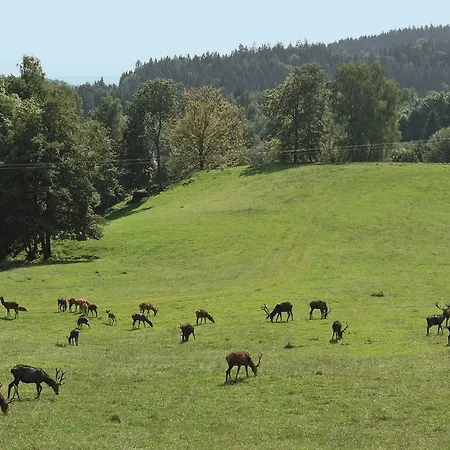 Inn Wild-berghof Buchet