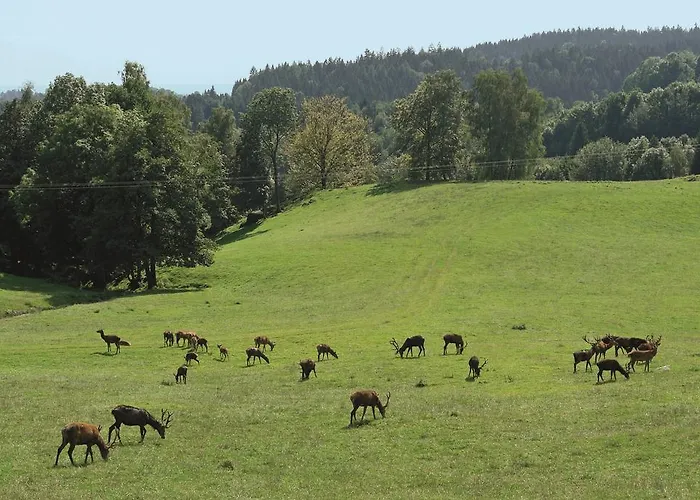 Locanda Wild-berghof Buchet